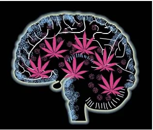 marihuana duplicó sus niveles de toxicidad 312 1imagenes cannabis