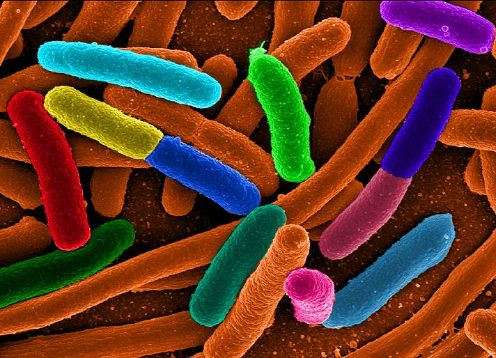 pruebas forenses indican que la superbacteria e.coli europea es producto de bioingeniería 193 diverse e coli