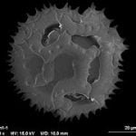 by marie majaura (own work) [cc-by-sa-3.0 (www.creativecommons.org/licenses/by-sa/3.0)], via wikimedia commons