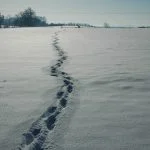 philip halling [cc-by-sa-2.0 (www.creativecommons.org/licenses/by-sa/2.0)], via wikimedia commons