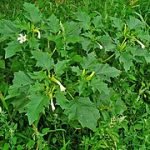 by h. zell (own work) [gfdl (www.gnu.org/copyleft/fdl.html) or cc-by-sa-3.0 (www.creativecommons.org/licenses/by-sa/3.0)], via wikimedia commons