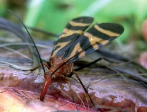 insectos no asociados a la entomología forense previamente que pueden proporcionar pistas criminalísticas 135 images losquito