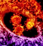 images 1coronaviruslt