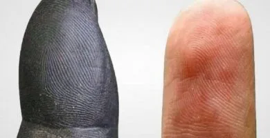 huellas dactilares: diferenciación forense entre humanos y gorilas 60 img 1634
